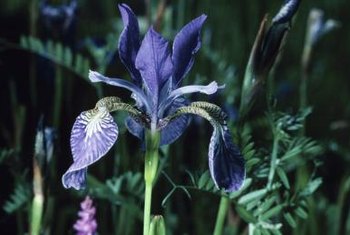 Irises benefit from fertilizer at planting time.