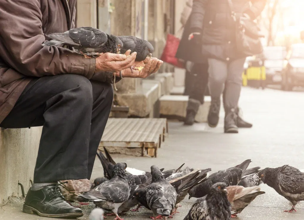man feeding pigeons geniuses tesla
